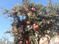 Aktuelles: Granatapfel: Die gesunde Frucht der Götter