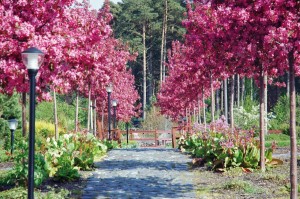 Kuren in Polen: Gartenansicht im Kurkomplex Sandra SPA in Fischerkathen Pogorzelica
